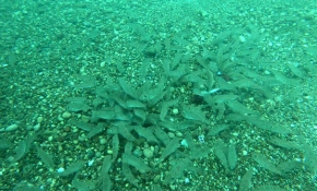 Balon balıkları sert kabuklu midyeleri anında yok etti