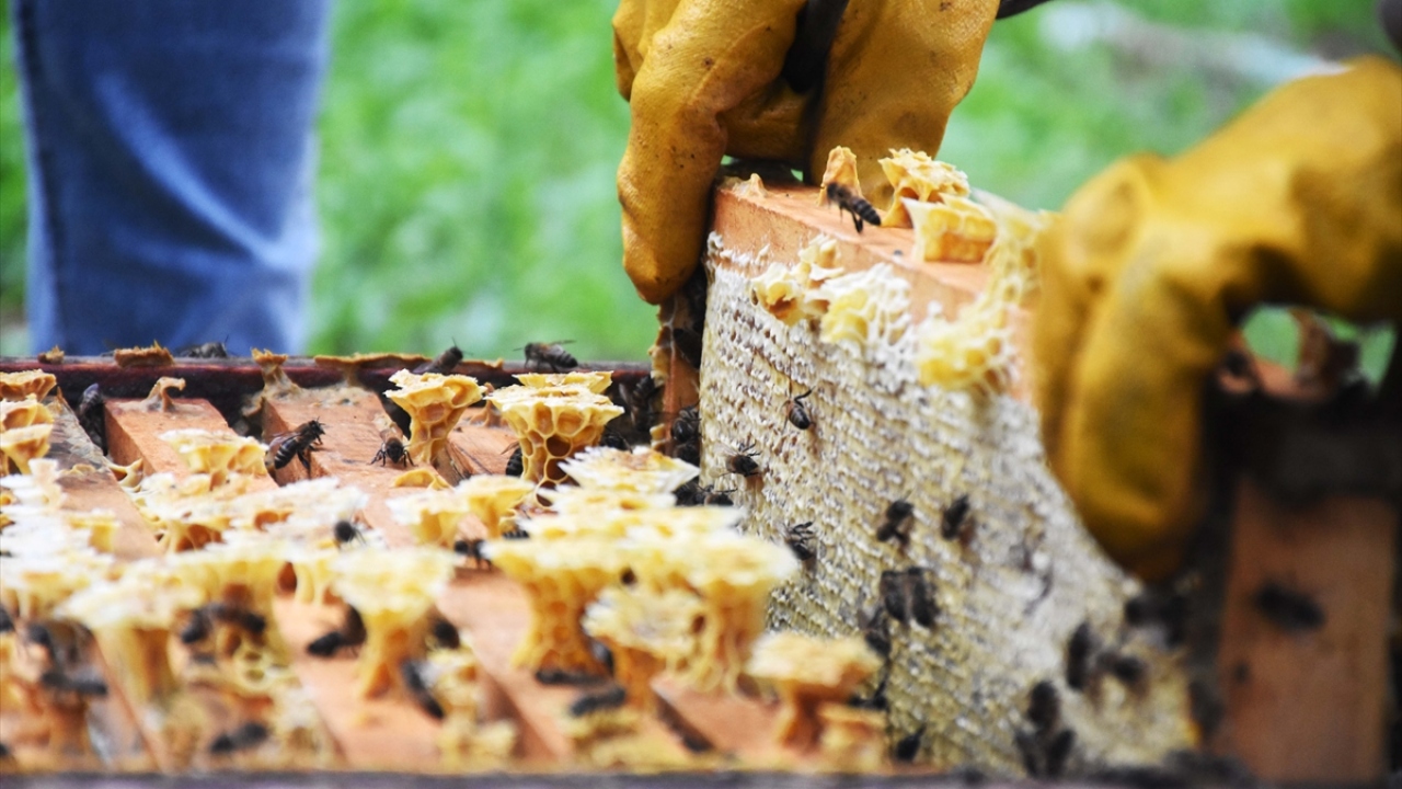 Arı varlığı ve bal üretiminde Türkiye`nin dünya ülkeleri arasında önemli konuma sahip olduğunu belirten Şahin, Türkiye`de 70 bin ailenin arıcılıkla geçimini sağladığını bildirdi.