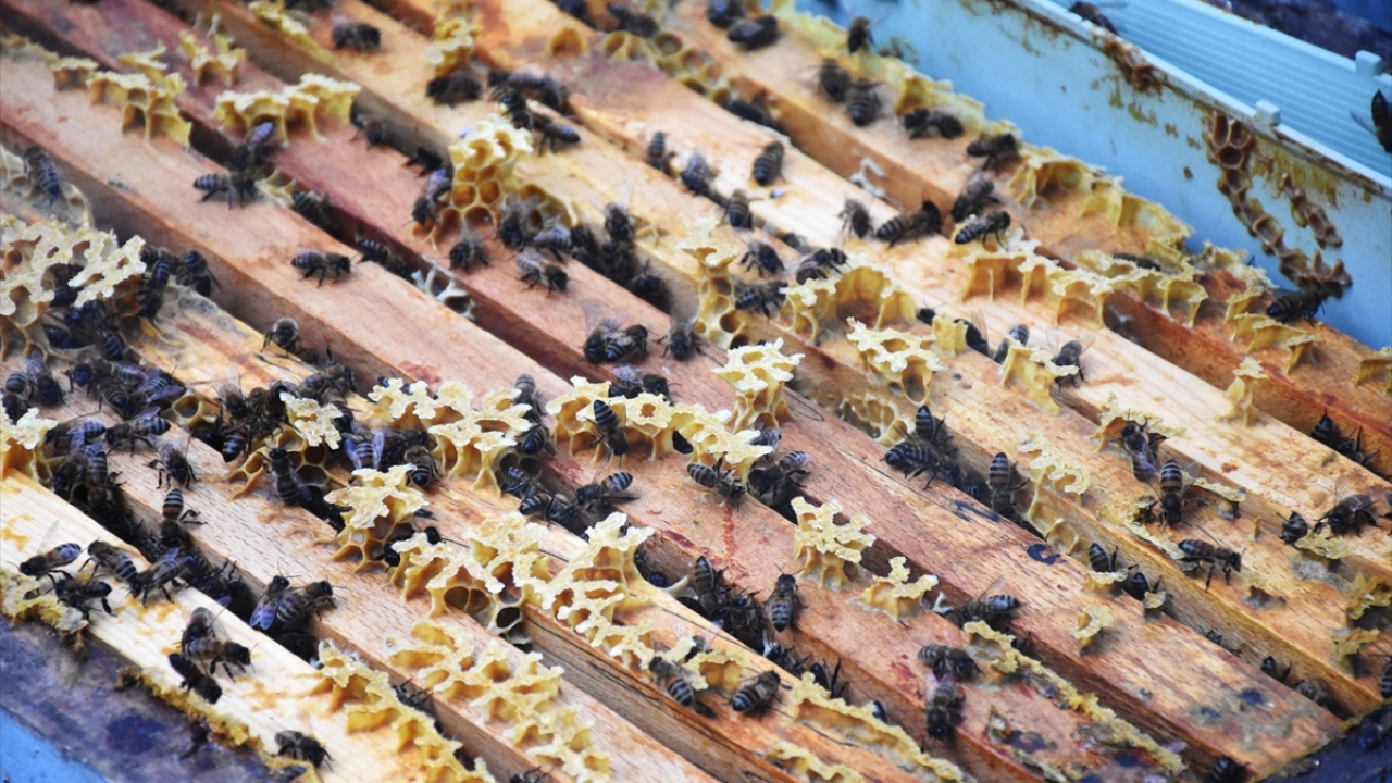 Gezginci arıcılar, Türkiye`nin birçok ilindeki yayla balı hasadının ardından Muğla`ya geldi. 