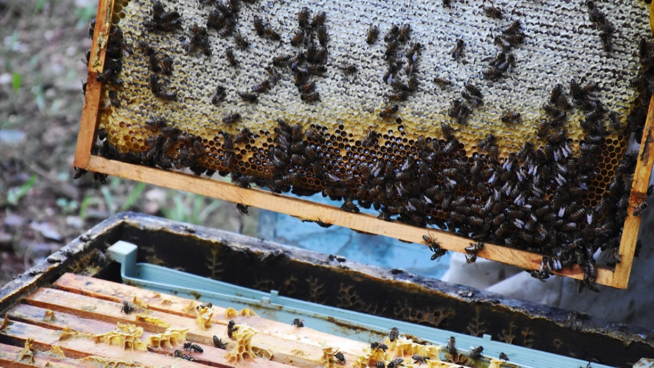 Türkiye çam balı üretiminin yaklaşık yüzde 80`inin karşılandığı Muğla`da hasat çalışmalarına başlandı.