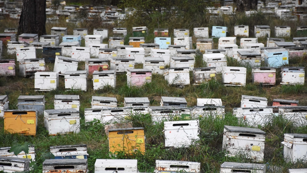 Çam balı hasadı sürüyor