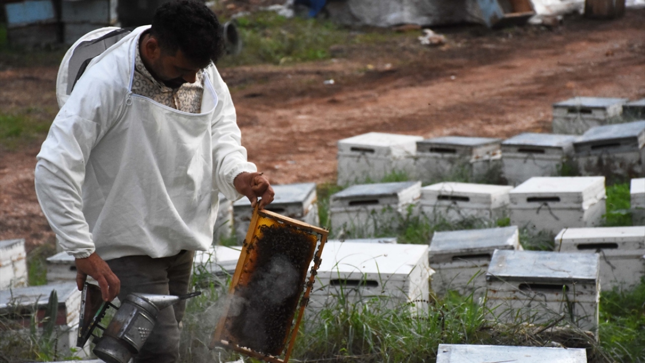 Ağustosta hasadına başlanan çam balı üretiminin de kasım sonuna kadar devam edeceğini anlatan Şahin, çam balında özellikle ağustos ve eylülde böceğin gelişememesi ve iklimsel sorunlar nedeniyle hasadın yapılamadığını söyledi.