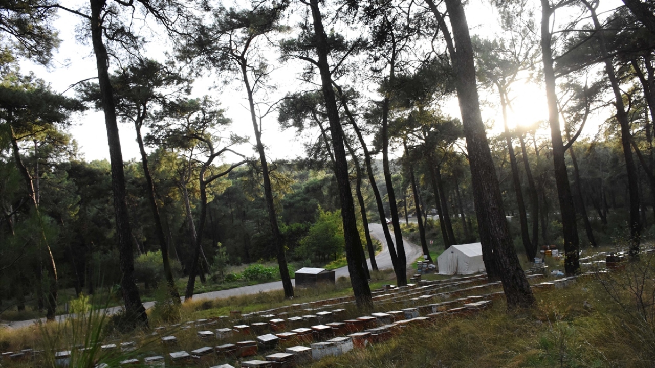 Türkiye`de 20 yıl önce 3 milyon 200 bin kovan bulunduğunu belirten Şahin, bugün ise kovan sayısının 8 milyona ulaştığını, arıların verimsiz olmadığını kaydetti.