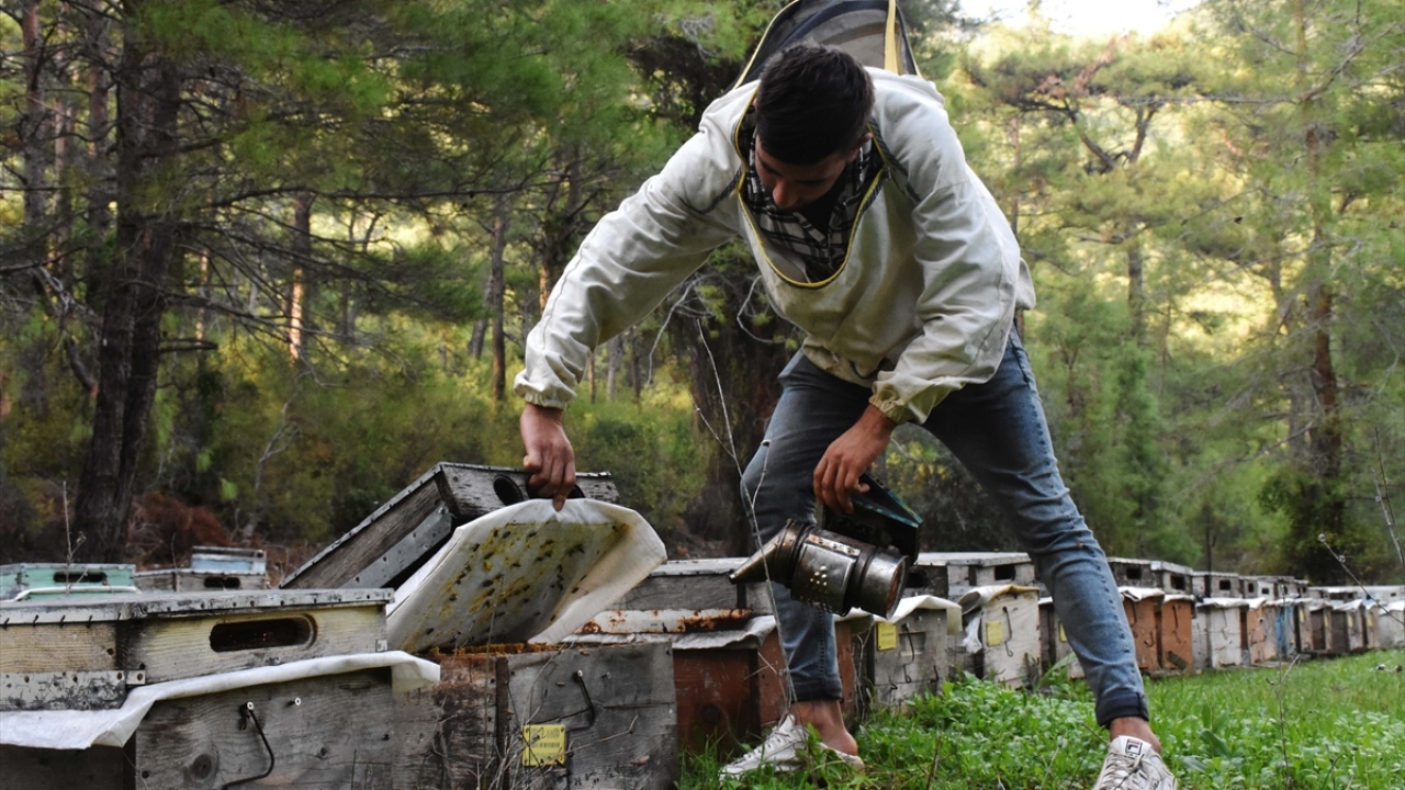 Bal üreticisi Mehmet Torun, Sivas`tan 250 kovanla Ula ilçesi Akyaka Mahallesi`ne geldiğini söyledi.