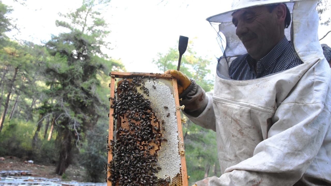 "Gezginci arıcıların hasadı sürüyor"