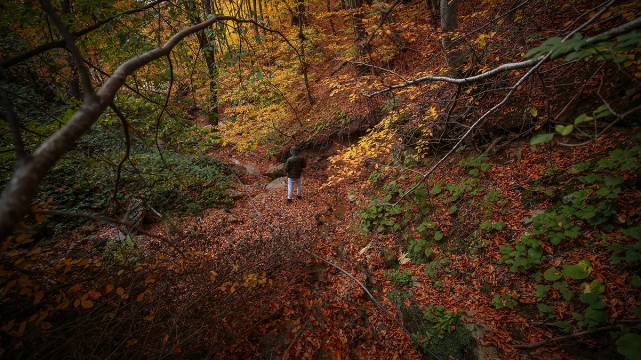 1961`de Milli Park ilan edilen Uludağ, çok farklı türdeki ağaçları barındırıyor.