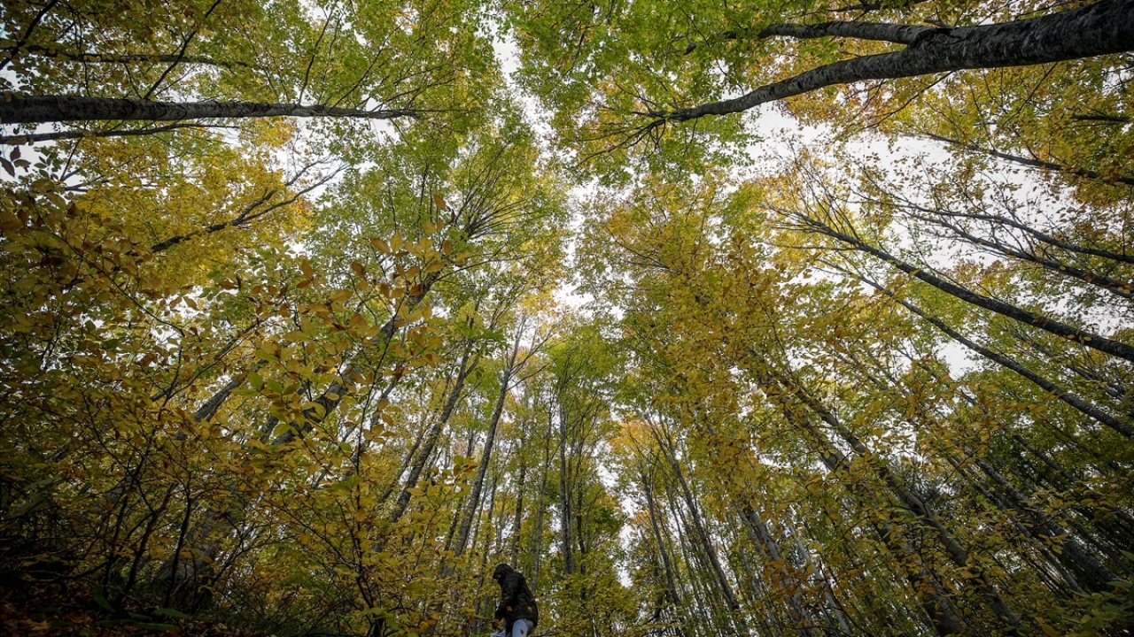 Şehrin gürültüsünden uzaklaşmak isteyen günübirlikçiler ise yüksek rakımda çam ağaçlarıyla kaplı ormanlık alanlara girerek doğayla iç içe saatlerce vakit geçiriyor.