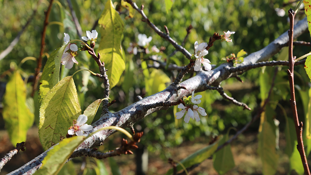Konya’nın Hadim ilçesine bağlı Yağcı Mahallesi`nde Resul Özbay`ın bahçesindeki kiraz ağaçları, havaların sıcak gitmesi üzerine tomurcuklanarak çiçek açtı. 