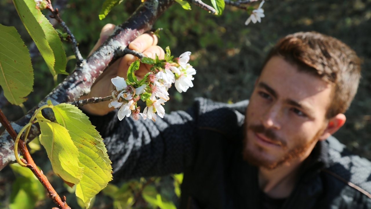 Bahçe sahibi Özbay, yaptığı açıklamada, bu mevsimde kiraz ağaçlarının çiçek açmasına şaşırdığını söyledi.