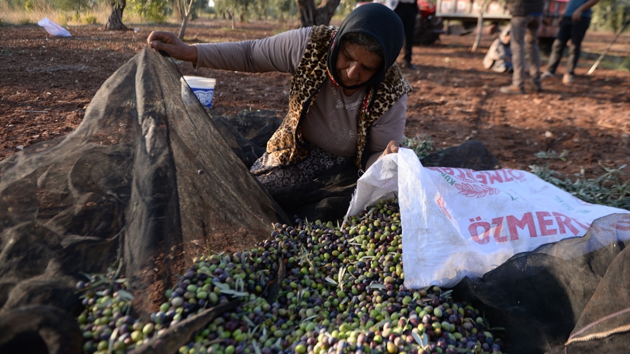 Aroması, kendine has tadı ve insan sağlığına olan faydaları dolayısıyla mutfakların vazgeçilmezi zeytinin hasadı Kilis`te türkülerle başladı. 