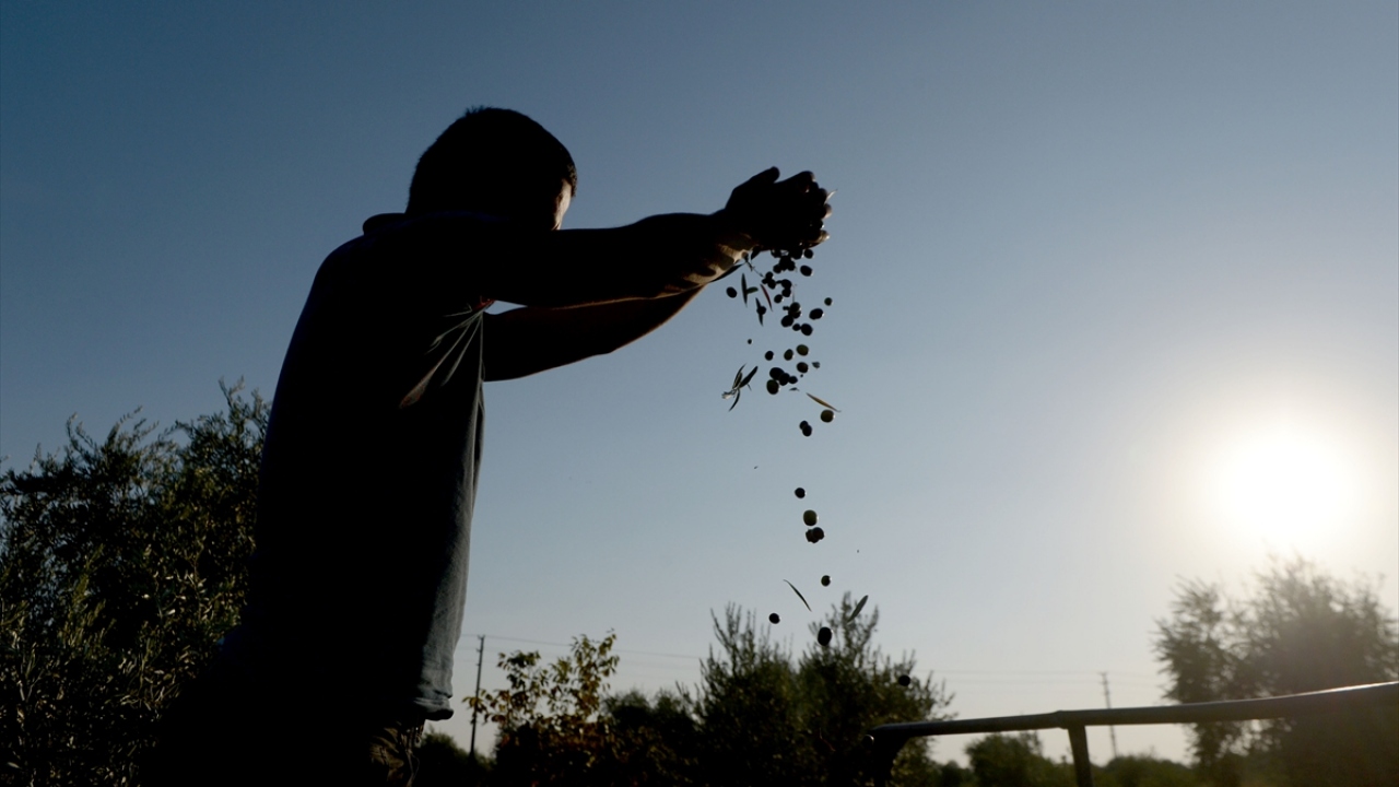 Geniş üretim alanıyla Türkiye`nin önemli zeytin üretim merkezi konumundaki Kilis`te, hasat sezonu türkü ve şarkılarla yapılıyor.