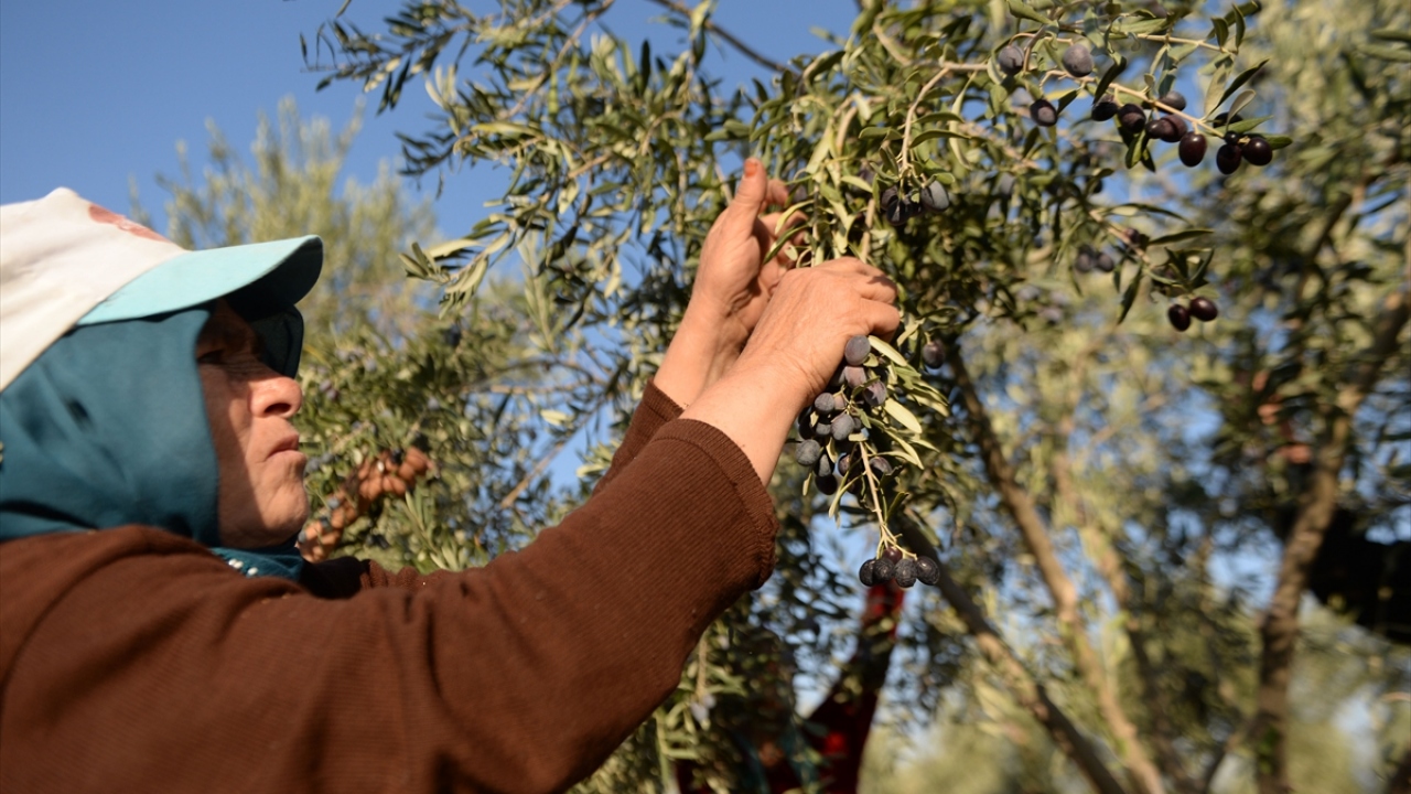 Kentin geleneksel ürünü haline gelen ve Türkiye`nin coğrafi işaret olarak tescil edilmiş lezzetlerinden olan Kilis zeytinyağı, hem bölge hem de ülke ekonomisine katkı sağlamaya devam ediyor.