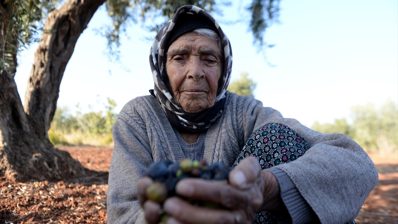 Yaklaşık 280 bin dekarda yağlık, 17 bin dekarda sofralık zeytin üretiminin yapıldığı kentte rekoltenin yüksek olması üreticisini sevindirdi.