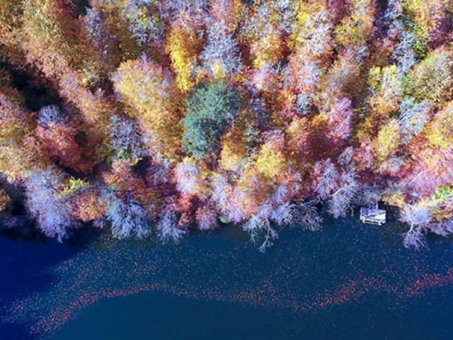 Türkiye'nin ormanlarına sonbahar uğradı