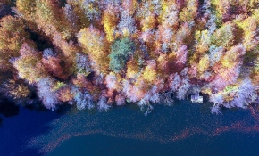 Türkiye'nin ormanlarına sonbahar uğradı