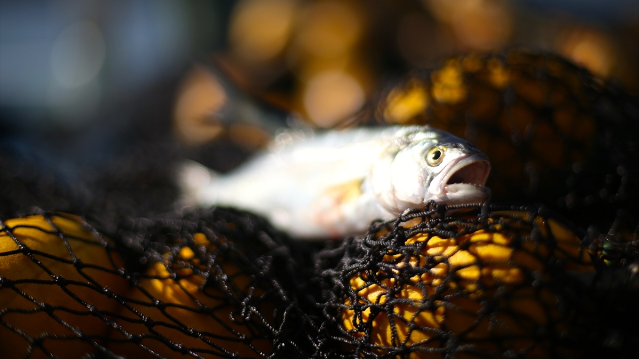 Hamside yaşanan bolluğun aksine diğer türlerde çok fazla beklentiye girilmemesi gerektiğini dile getiren Karakaş,