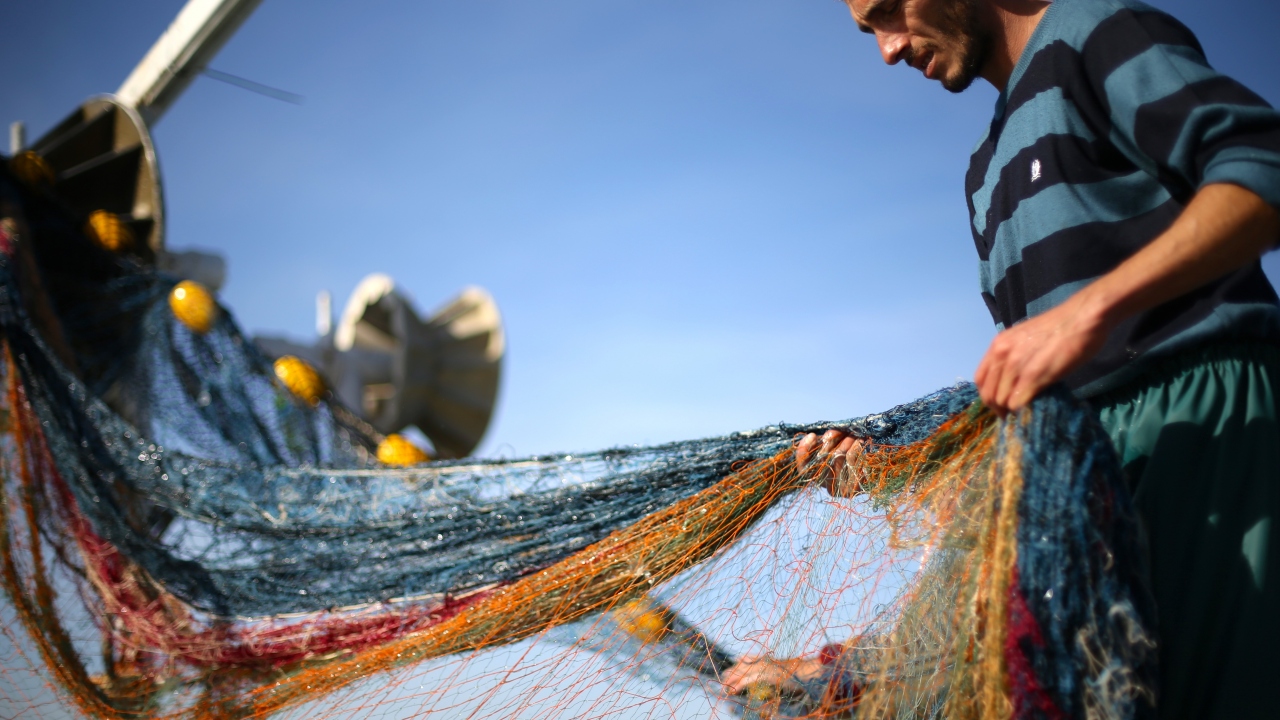  "Hamsi bol diğer türler yok denecek kadar az"