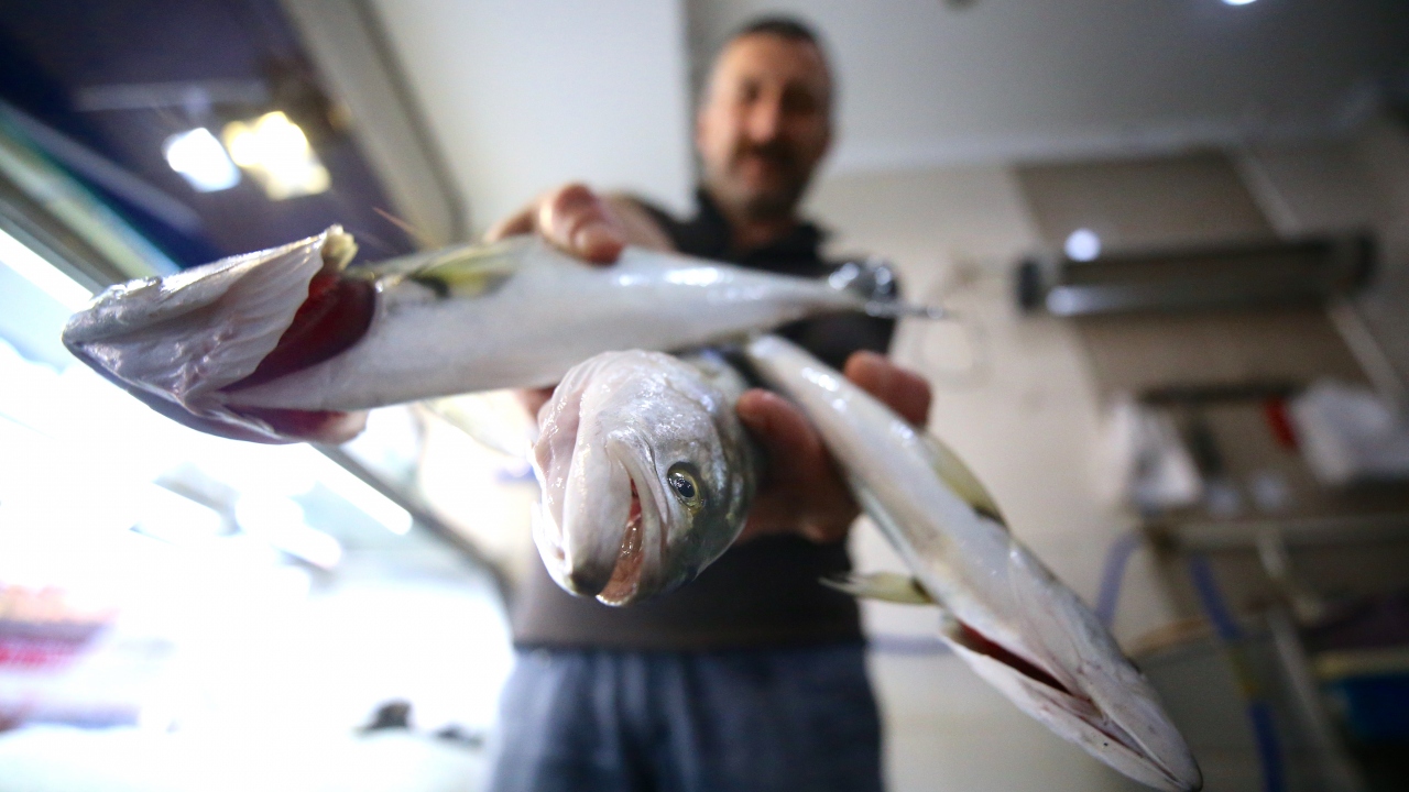 Hamsinin bol miktarda avlandığını, diğer balık türlerinin ise yok denecek kadar az olduğunu belirten Yomra, 