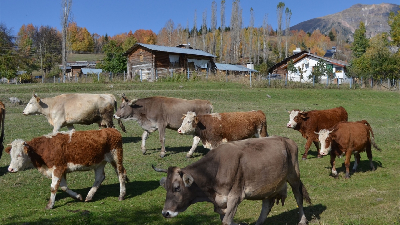 Proje Koordinatörü Barış Lakerta, yaptığı açıklamada, Artvin`de belgelendirilen 6 safari rotası olduğunu söyledi.