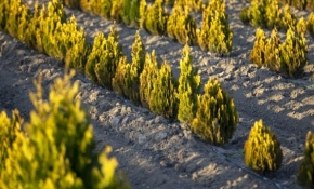 81 ilde 11 milyon fidan toprakla buluştu