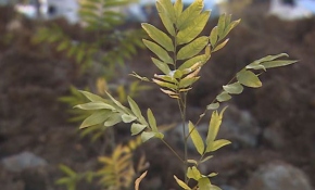 "Geleceğe Nefes" ile sabun ağaçları da toprakla buluştu
