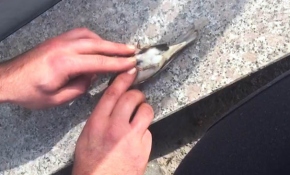 Serçenin hayatını kalp masajı yaparak kurtardı