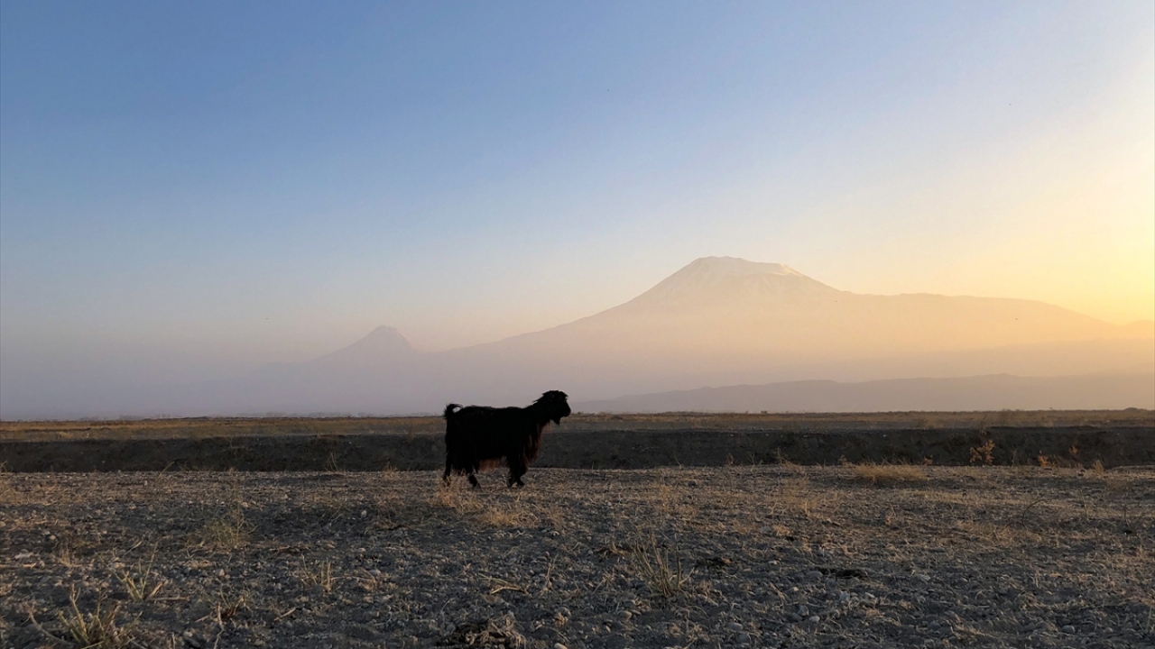 İlkbahar mevsiminden itibaren Korhan ve Serdarbulak yaylaları başta olmak üzere birçok merasında sürü sahiplerine ev sahipliği yapan Ağrı Dağı, yaklaşık 6 ay boyunca göçerleri misafir ediyor.