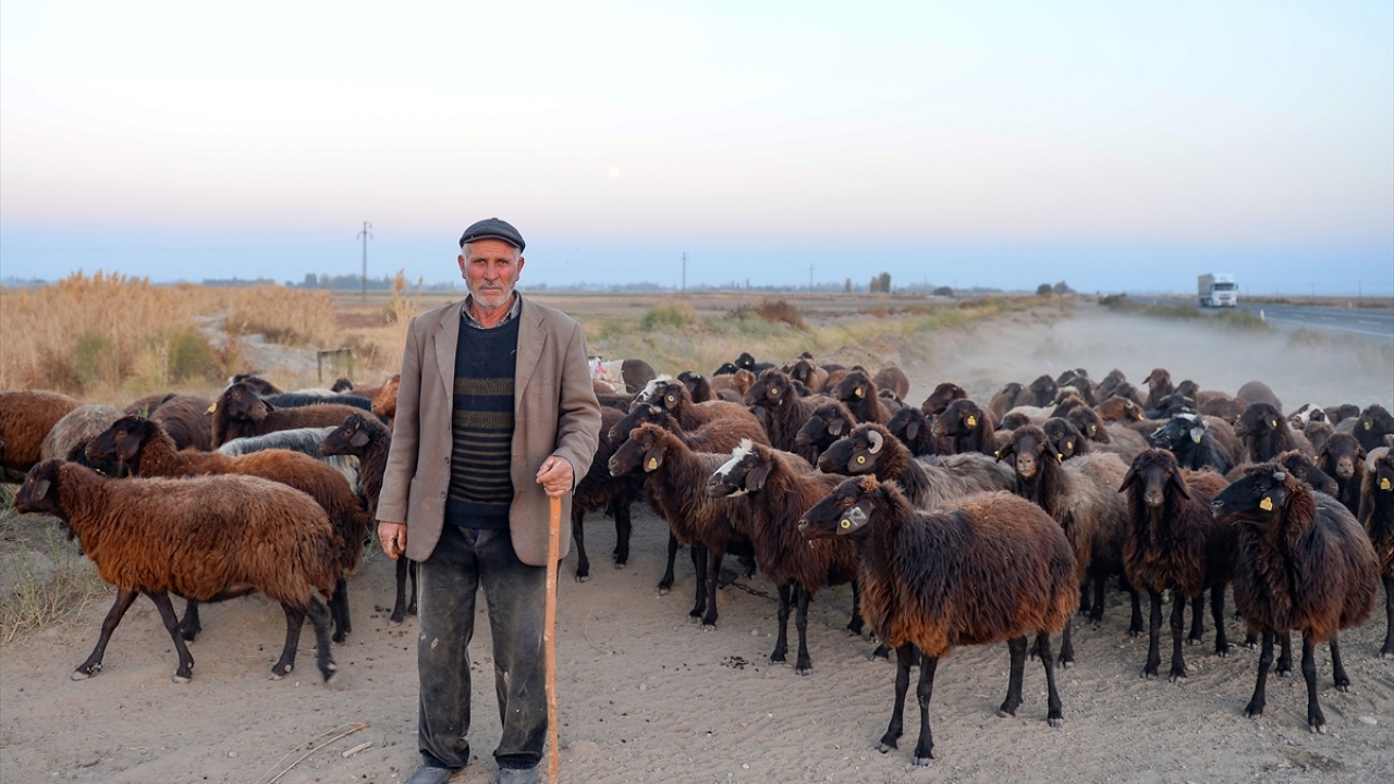 Sonbahara kadar onlarca bitki türüyle beslenen küçükbaş hayvanlar, havaların soğumasıyla sahipleri ve çobanları tarafından günler süren zorlu yolculuğun ardından ovalara indiriliyor.