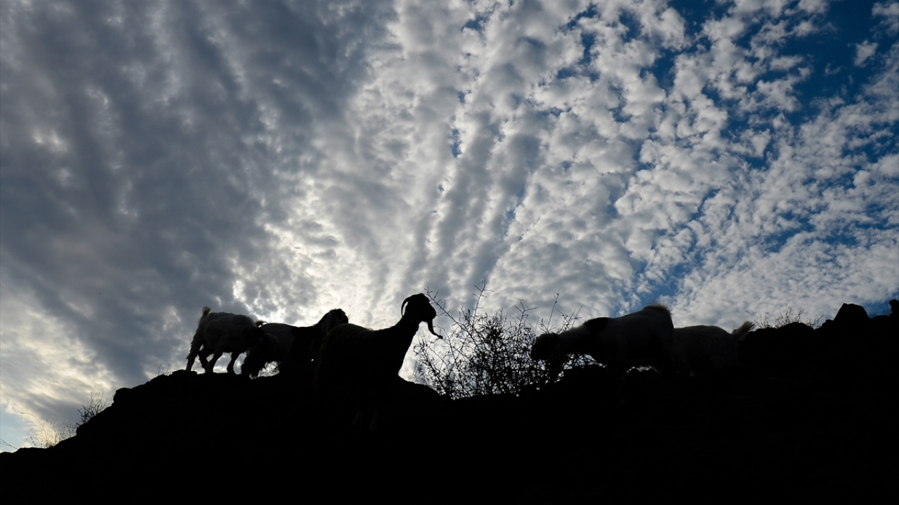 Yaklaşık 30 yıldır Ağrı Dağı`nın yaylalarını kullandıklarını belirten Güç, "İlkbaharın gelmesiyle Ağrı Dağı`nda bulunan yaylalara gidiyoruz. Şimdi sonbahar geldi, havalar yukarıda daha da soğuk, bundan dolayı sürülerimizi ovaya indirdik." dedi.