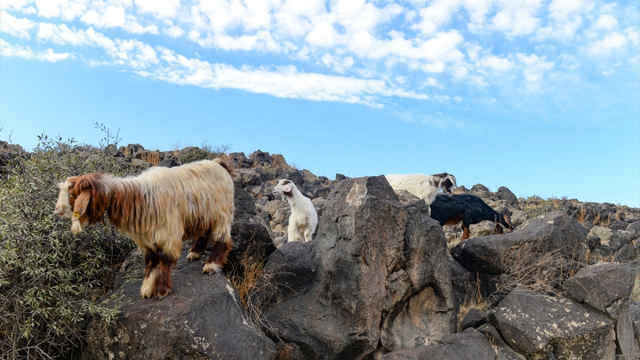 "Kış iyice bastırana kadar ovalarda otlatacağız"