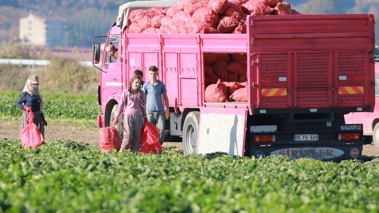 Yaklaşık 360 bin hektar tarım arazisiyle ilk 20 il içinde bulunduklarını dile getiren Şahin, 2018 yılı verilerine göre 10 bin 300 hektar alanda şeker pancarı ekimi yapıldığını bildirdi.