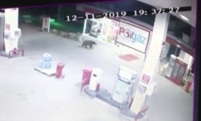 Akaryakıt istasyonuna giren ayı kamerada