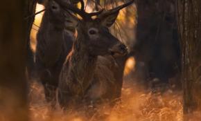 Koruma altında olan kızıl geyikler görüntülendi