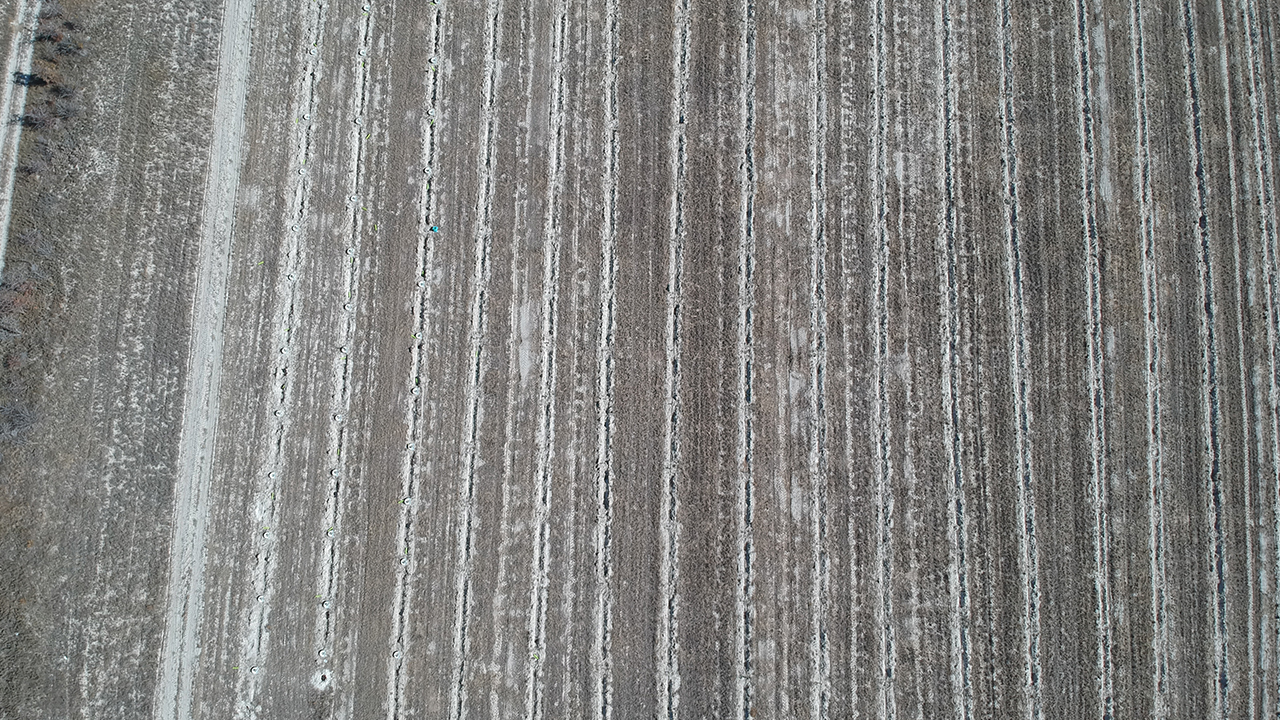 1500 litre su ile yüzde 80 başarı oranına ulaşılabilen "damlama sulama sistemi"ne göre büyük avantaj elde edildi.