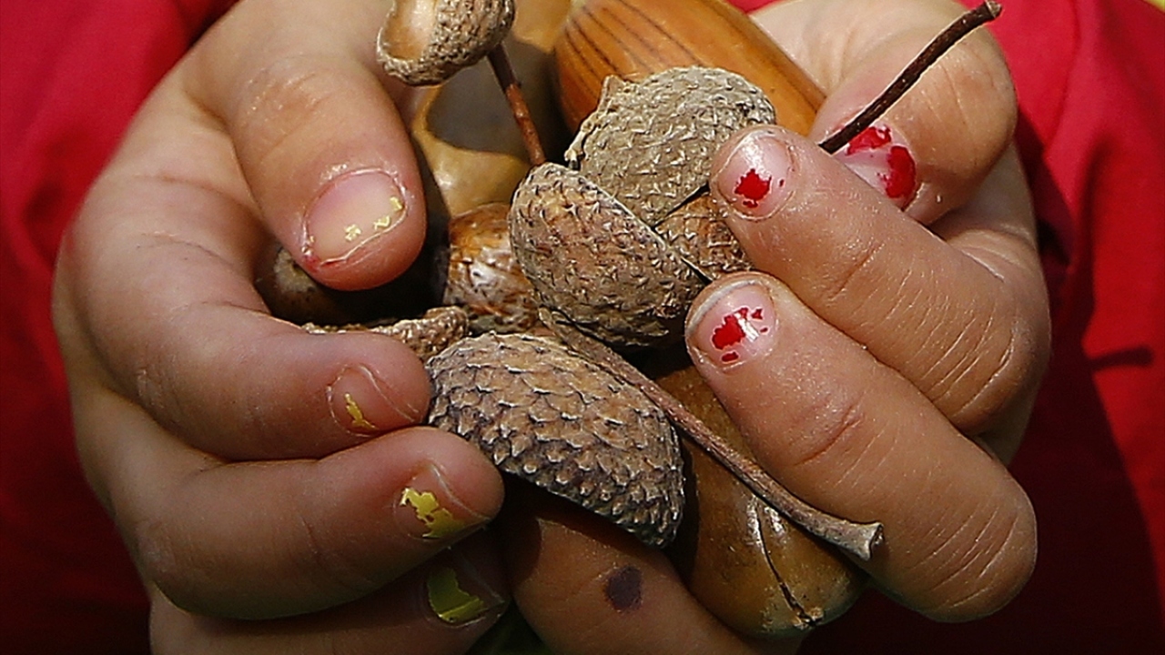 Kabatepe Parkı`ndaki ağaçların, Türkiye`nin 7 bölgesini temsil ettiğini ve 287 çeşit ağaç bulunduğunu belirten Kumbuzoğlu, bu ağaçların çeşitli yerlerden getirildiğinin altını çizdi.