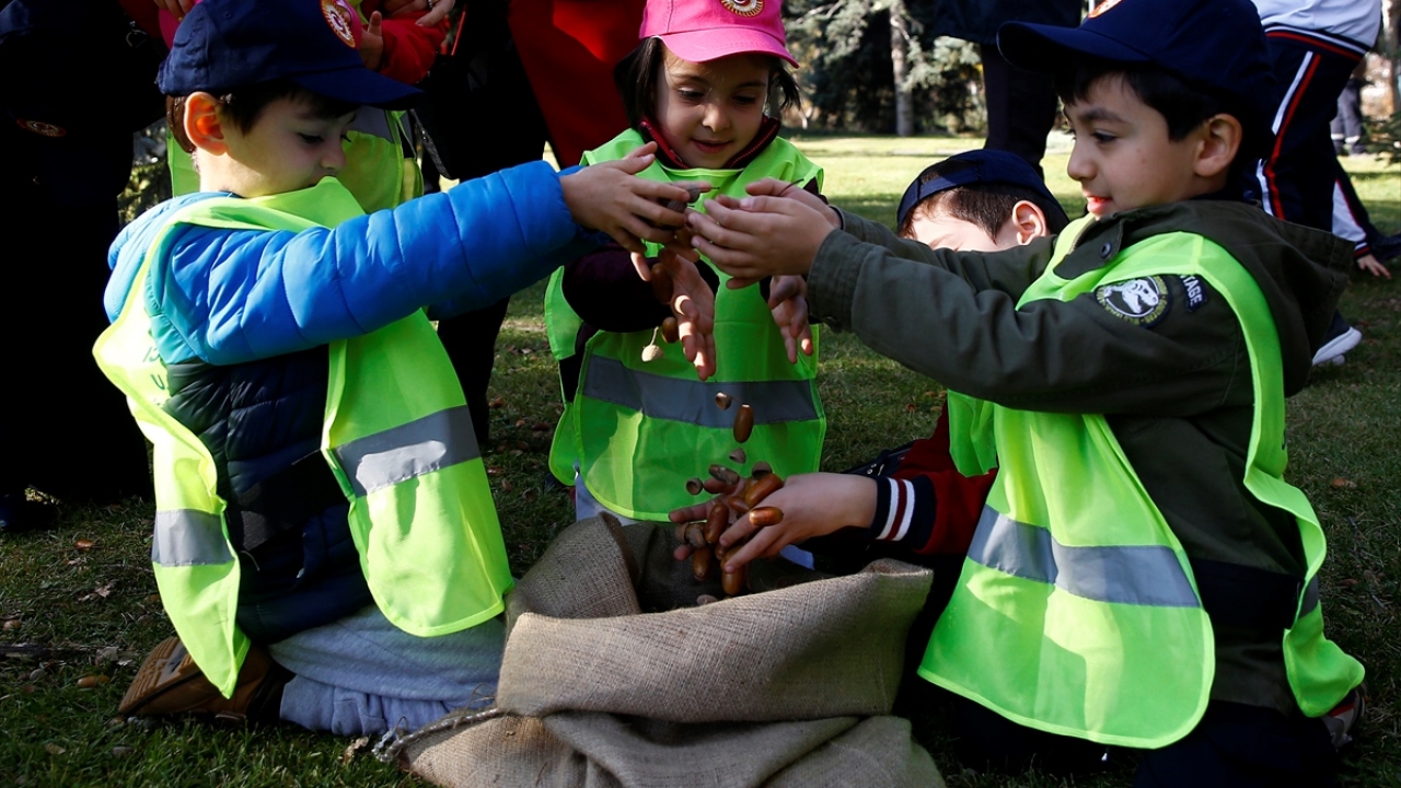 Kumbuzoğlu, bu etkinlik kapsamında da 450 bin palamut topladığını dile getirerek, bu palamutların bir bölümünün Polatlı`da şehitlik bölgesinde dikileceğini, bir bölümünün de 81 ile dağıtılacağını söyledi.
