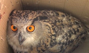 Eve giren puhu kuşunu itfaiye ekipleri yakaladı