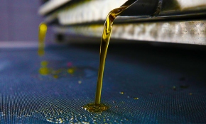 Erken hasat zeytinlerin yağ olma hikayesi başladı