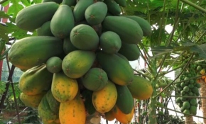 Çocukken okuduğu kitaptan etkilendi, tropikal meyve serası kurdu