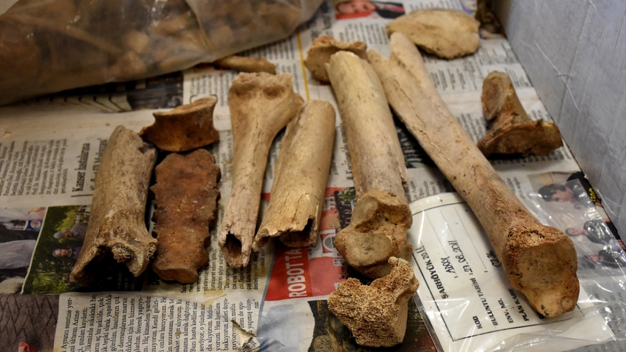 Kurutlu Kazı Heyeti Başkanı ve KAEÜ Antropoloji Bölümü Öğretim Üyesi Doç. Dr. Ahmet Cem Erkman, 2014 yılındaki çalışmalarda bulunan hayvan fosillerinin Anadolu doğa tarihine ışık tutacağını söyledi.