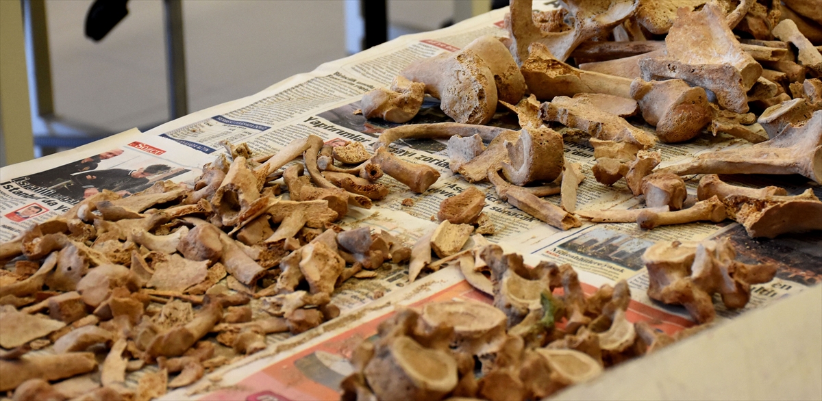 Kazıların dünya çapında ilgi gördüğünü anlatan Erkman, yaklaşık 7 milyon yıl öncesi üst miyosen döneme ait kemiklerin Antropoloji bölümündeki üç ayrı laboratuvarda incelenme, birleştirme ve ayaklandırma çalışmalarını sürdürdüklerini belirtti.