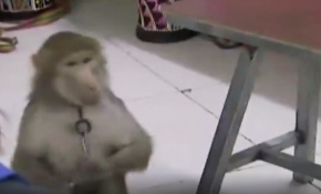 Çin'de maymun, bakıcısının telefonundan sipariş verdi