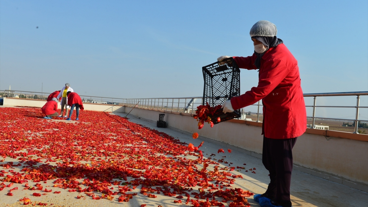 GAP Bölge Kalkınma İdaresi, İŞKUR, Şanlıurfa İl Müdürlüğü ve Harran Üniversitesi iş birliğiyle Kadın Ellerle Evsel Üretimi Geliştirme Projesi uygulamaya konuldu.
