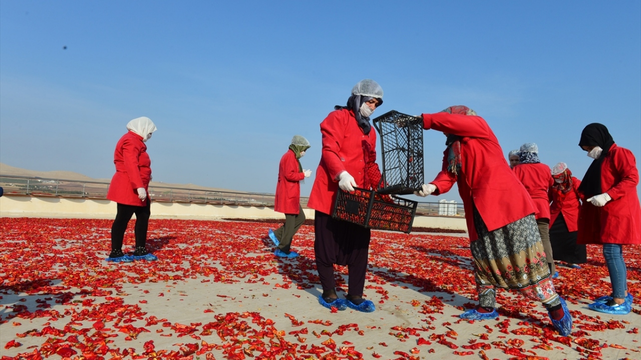 Proje kapsamında kentin en önemli lezzetlerinin başında gelen ve geleneksel yöntemlerle üretimi yapılan isotun daha kaliteli, hijyenik ve bilimsel koşullarda elde edilmesi hedefleniyor. 