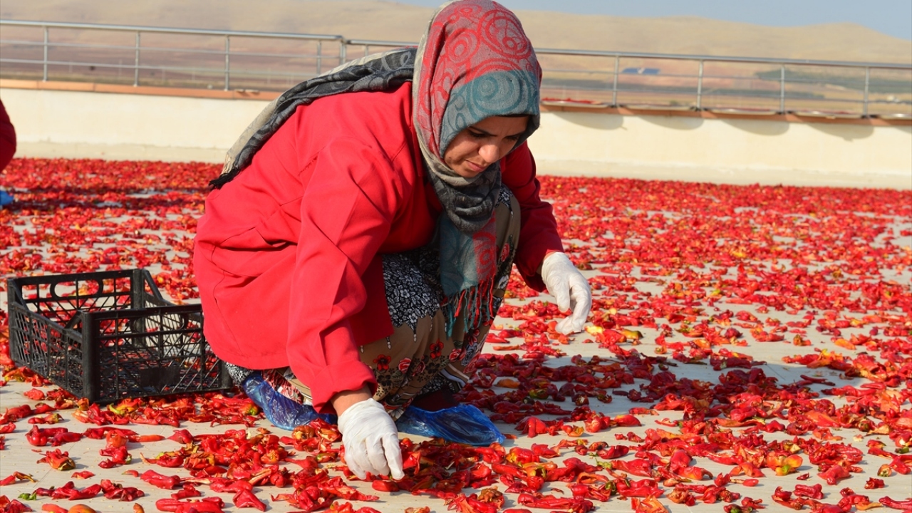 Şehirde ekonomik durumu iyi olmayan kadınların aile bütçesine katkı sunmasını sağlayan projeye, Harran Üniversitesinden akademisyenler de gönüllü olarak bilimsel destek sağlıyor.