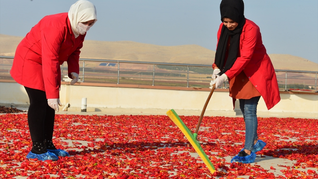 Kadınların özenle ürettiği isotlar, Harran Üniversitesi laboratuvarlarında test edildikten sonra piyasaya sunuluyor.