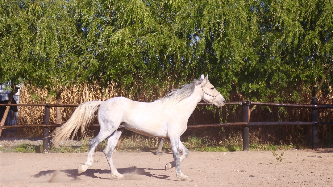 Baranok, birbirinden heybetli ve yürüyüş estetiği ile dikkati çeken rahvan atları, zaman zaman bal ve muz kattığı yüksek proteinli yemle besliyor.