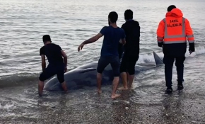 Antalya'da kıyıya vuran Gagalı balina kurtarıldı