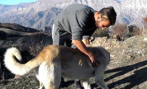 Ayı saldırısına uğrayan çobanı köpekleri kurtardı