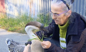 Ailenin sevimli üyesi Çin kazı "Kirli"